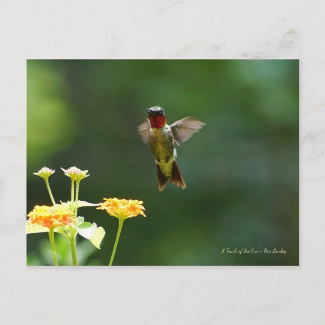 Postal ¡Humming para decir Hola! (Anverso)