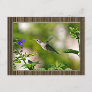 Postal Hummingbird