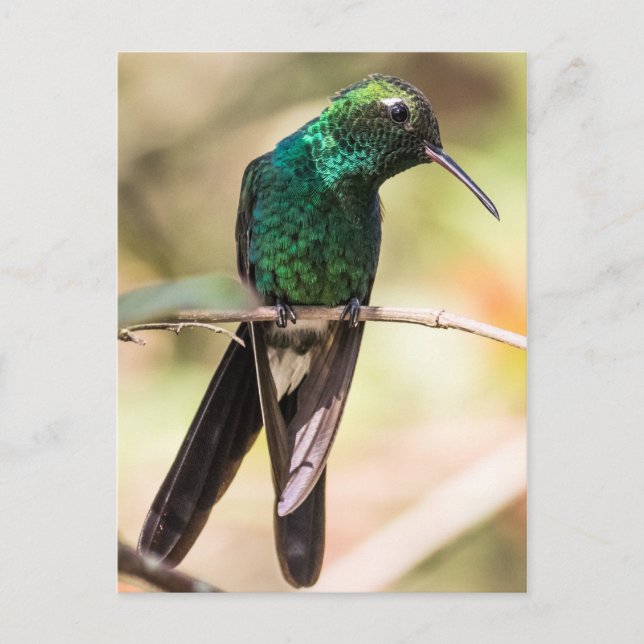 Postal Hummingbird (Anverso)