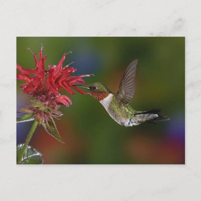 Postal Hummingbird (Anverso)