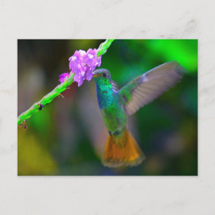 Postal Hummingbird