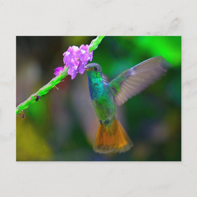 Postal Hummingbird (Anverso)