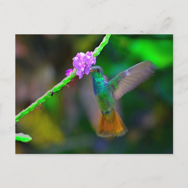 Postal Hummingbird (Anverso)