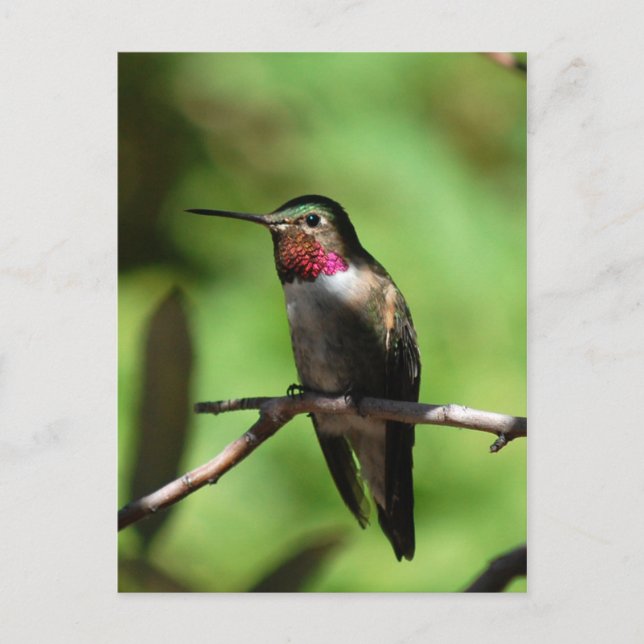 Postal Hummingbird (Anverso)