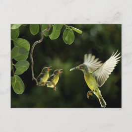 Postal Hummingbird