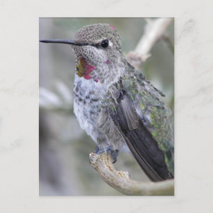 Postal Hummingbird