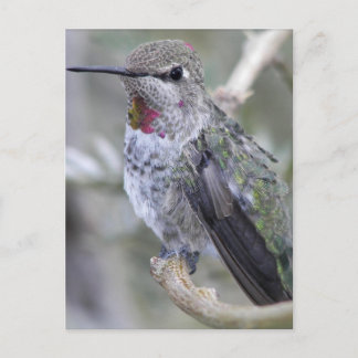 Postal Hummingbird