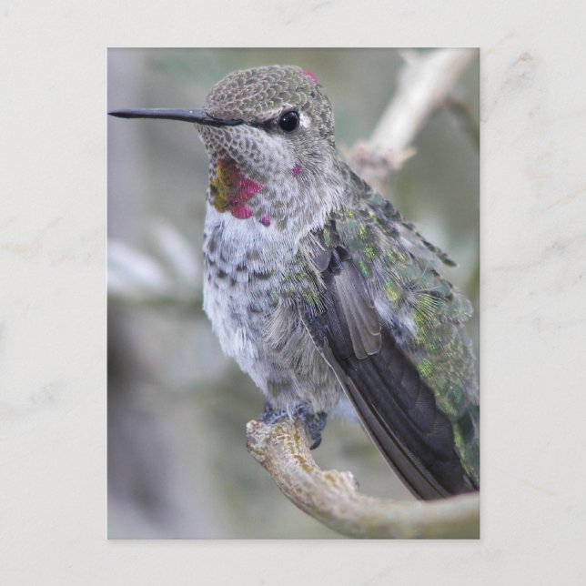 Postal Hummingbird (Anverso)