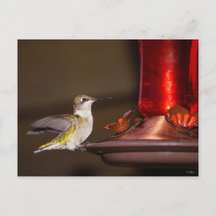 Postal Hummingbird