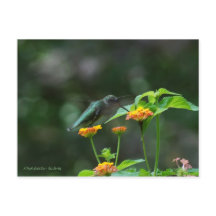 Hummingbird