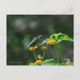 Postal Hummingbird