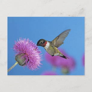 Postal Hummingbird