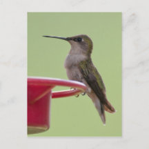 Hummingbird