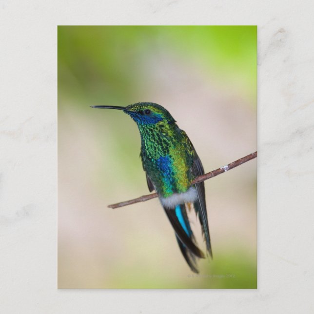 Postal Hummingbird (Anverso)