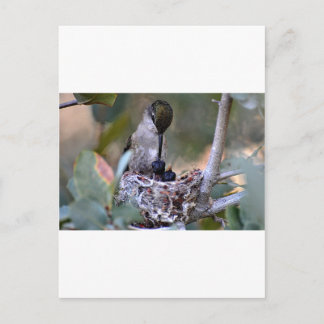 Postal Hummingbird Babies