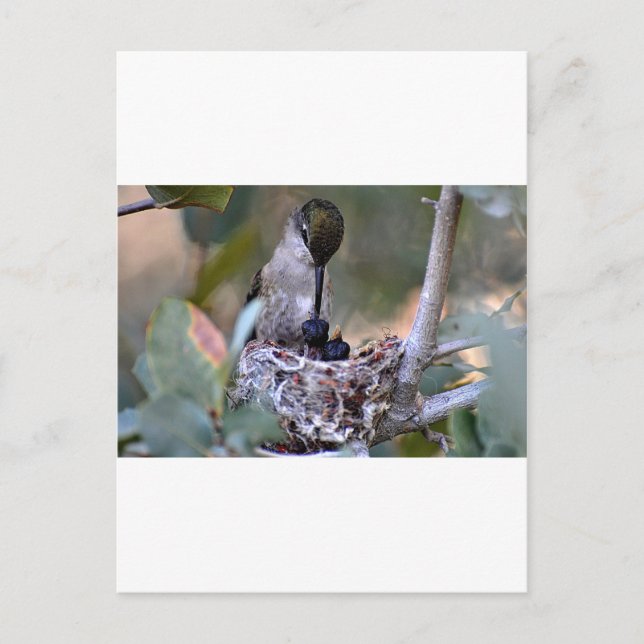 Postal Hummingbird Babies (Anverso)