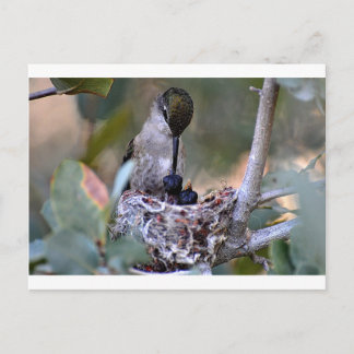 Postal Hummingbird Babies