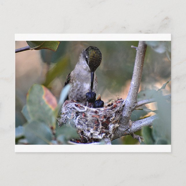 Postal Hummingbird Babies (Anverso)