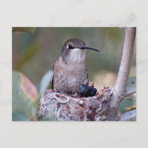 Postal Hummingbird Babies 2