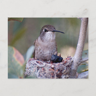 Postal Hummingbird Babies 2