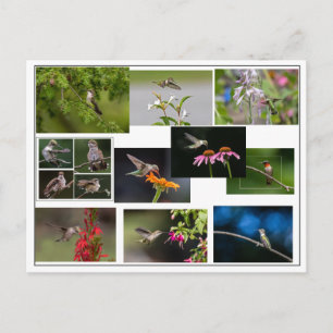 Postal Hummingbird Collage