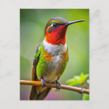 Hummingbird con aguijón en reposo