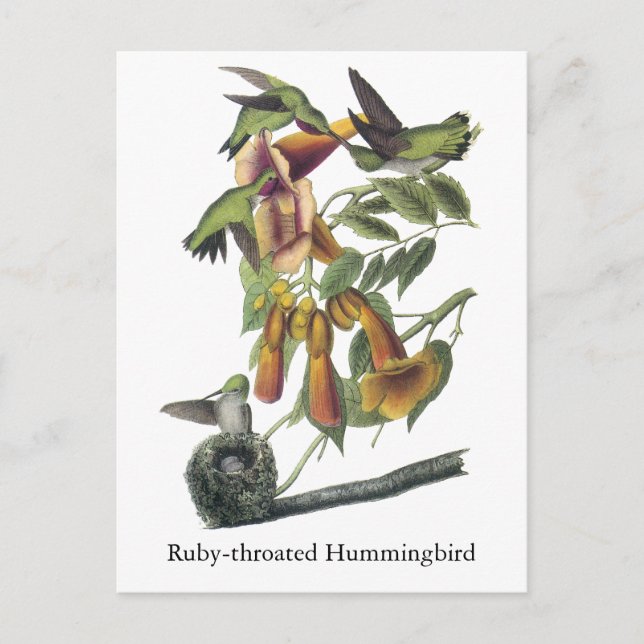Postal Hummingbird con trompeta de rubí, John Audubon (Anverso)
