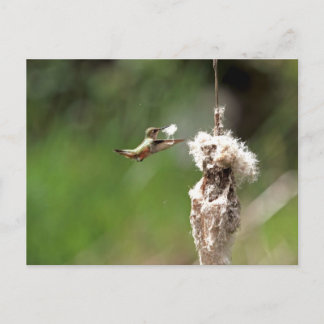 Postal Hummingbird construyendo un nido