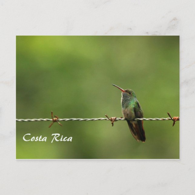 Postal Hummingbird Costa Rica (Anverso)