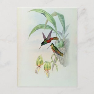 Postal Hummingbird de Bonaparte con la mira puesta por la