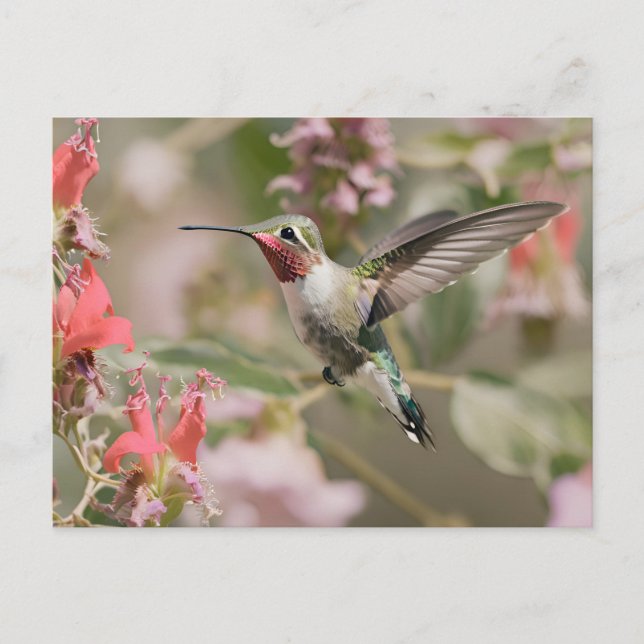 Postal Hummingbird de cola ancha en vuelo (Anverso)