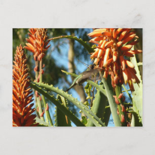 Postal Hummingbird de color negro en vuelo