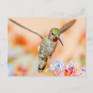 Postal Hummingbird De Color Rosa Volando Sobre Flores