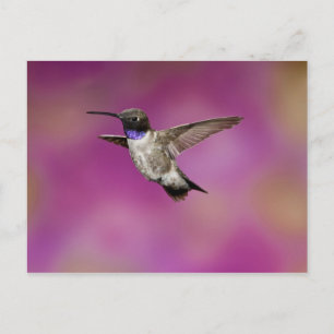 Postal Hummingbird de cuernos negros, Archilochus