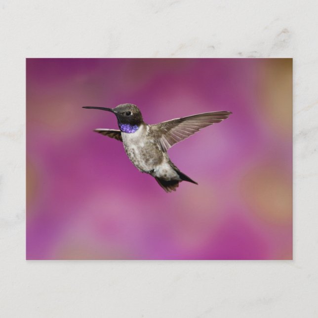 Postal Hummingbird de cuernos negros, Archilochus (Anverso)