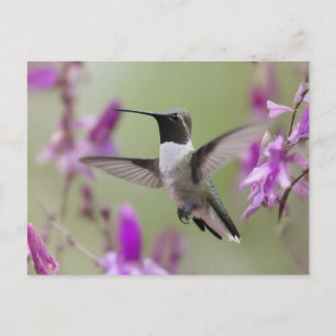 Postal Hummingbird de cuernos negros en vuelo