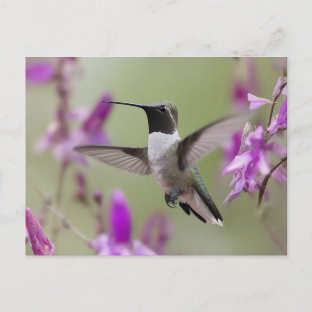 Postal Hummingbird de cuernos negros en vuelo (Anverso)
