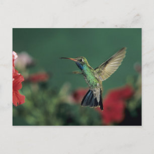 Postal Hummingbird de gran tamaño, Cynanthus