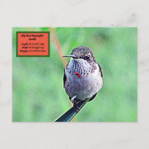 Hummingbird de Ruby Throated 00Postcard