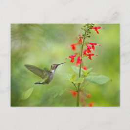 Postal Hummingbird Dream Garden