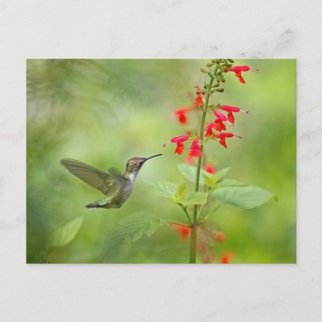Postal Hummingbird Dream Garden (Anverso)