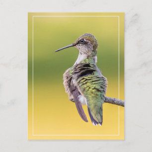Postal Hummingbird En Alerta