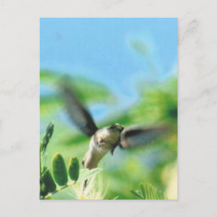 Postal Hummingbird en la foto del vuelo