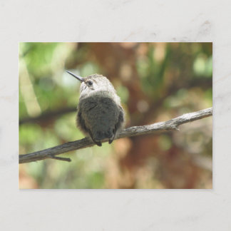 Postal Hummingbird Fledgling