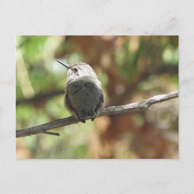 Postal Hummingbird Fledgling (Anverso)