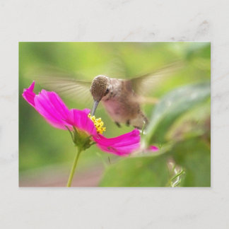 Postal Hummingbird Floral de animales salvajes