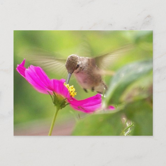 Postal Hummingbird Floral de animales salvajes (Anverso)