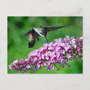 Postal Hummingbird Flowers Rosa Wildlife Photo