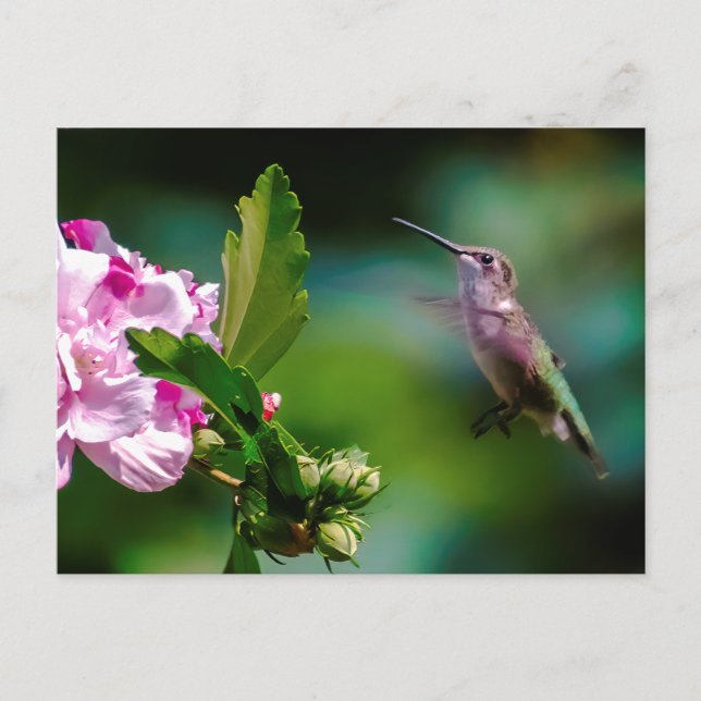Postal Hummingbird - Fotografía original (Anverso)