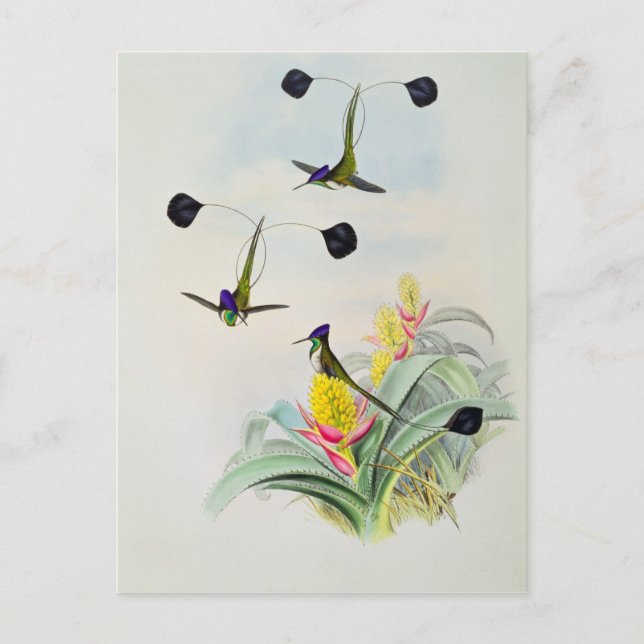 Postal Hummingbird, grabado por Walter y Cohn (Anverso)